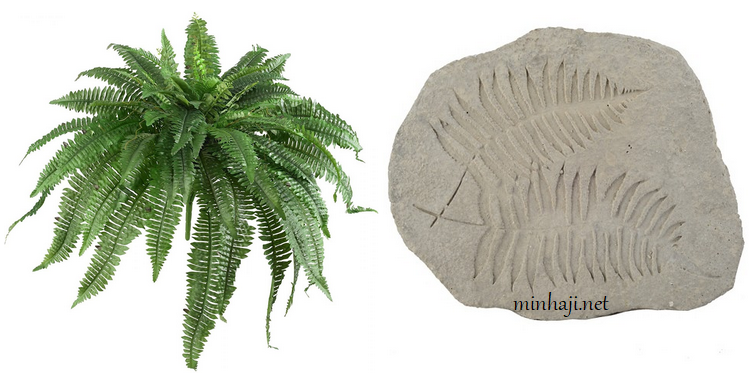 أحفورة نبات الخنشار أحفورة نبات الخنشار